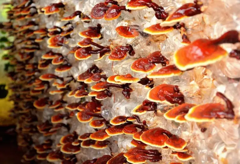 reishi, mushroom, plant, nature, red, farm, reishi, reishi, reishi, reishi, reishi is reshi good for you