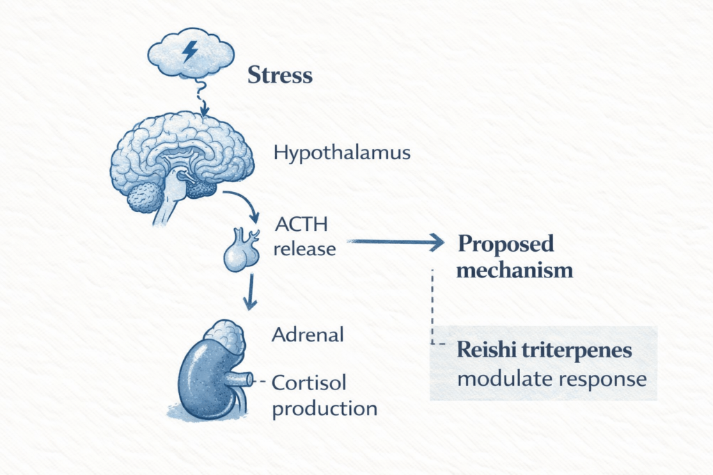 stress an cortisol