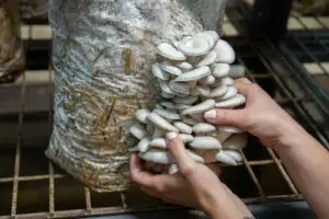 Close-up of hands harvesting oyster mushrooms from a substrate in an indoor farm.