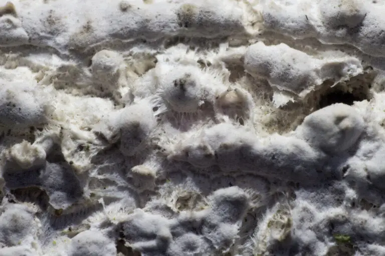 mycellium first grow first mushroom grow