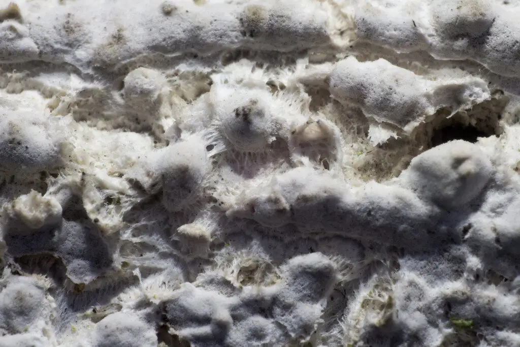 mycellium first grow first mushroom grow