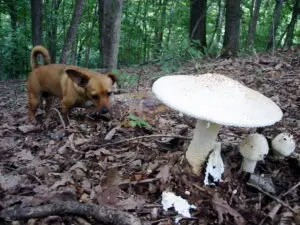 are mushrooms safe for dogs, dog next to mushroom in forest, mushrooms