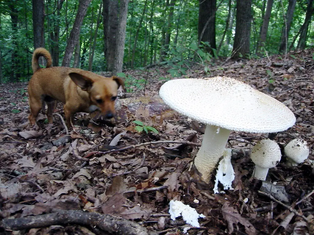 are mushrooms safe for dogs, dog next to mushroom in forest, mushrooms