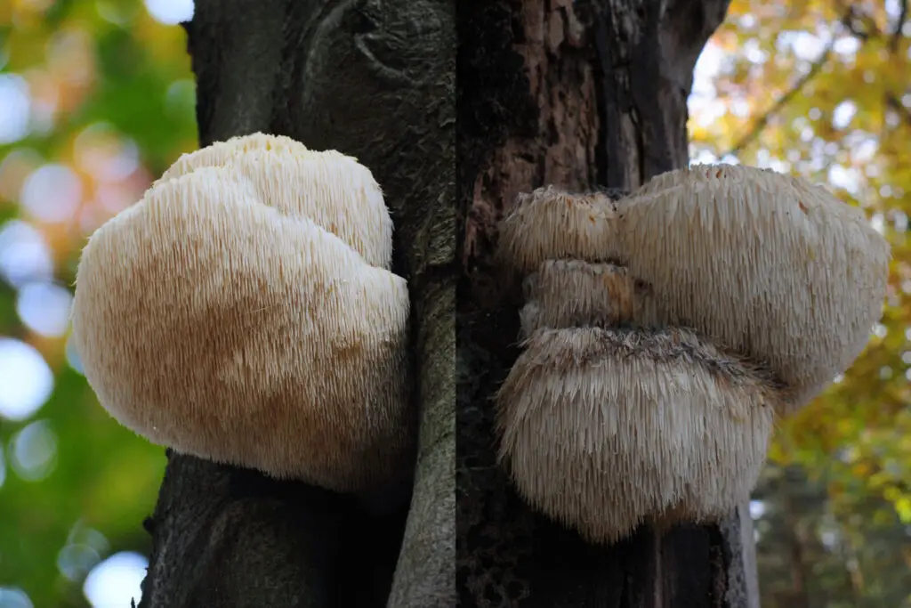 lions mane. is lions mane goo for you, lions mane mushroom on a tree