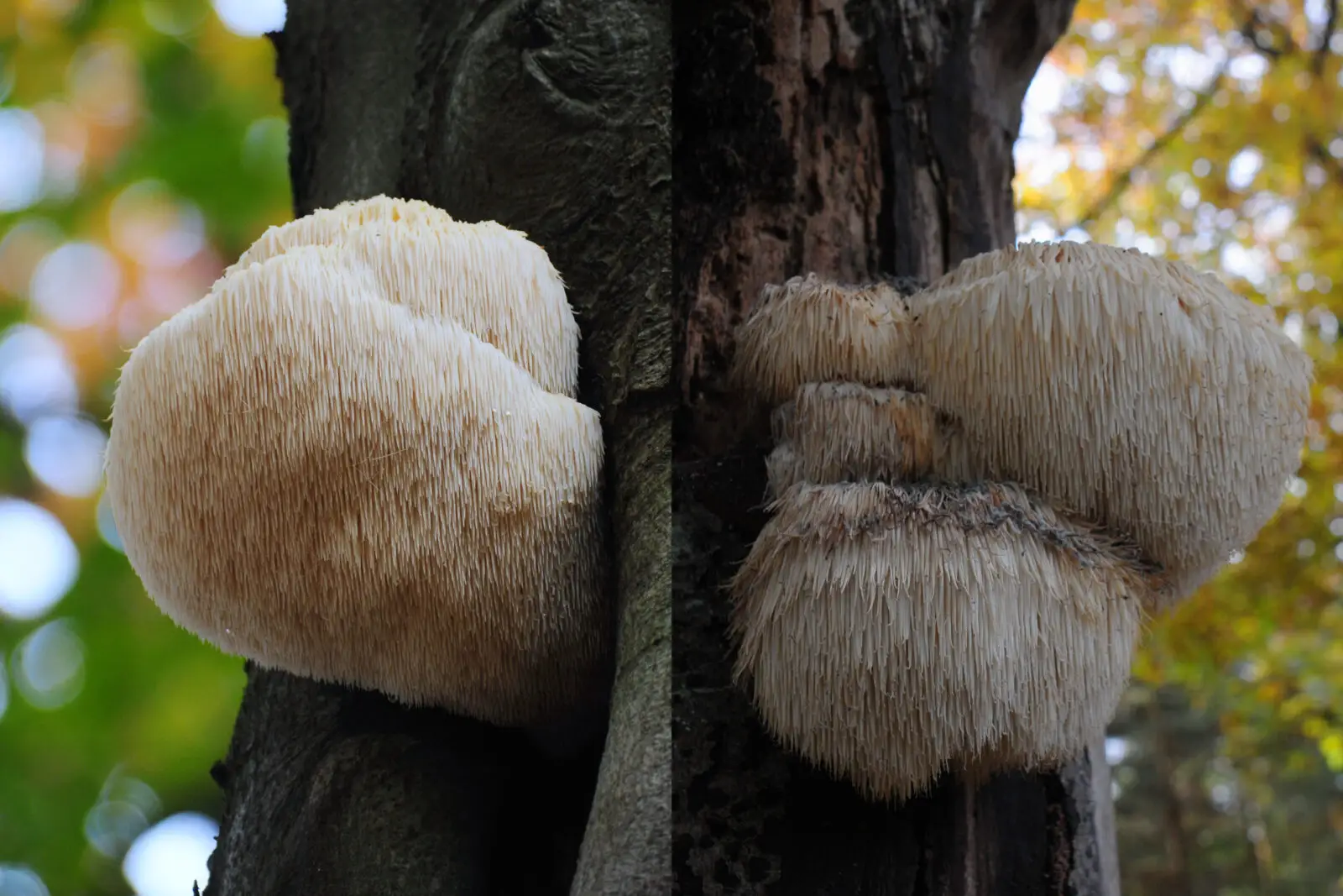 lions mane. is lions mane goo for you, lions mane mushroom on a tree