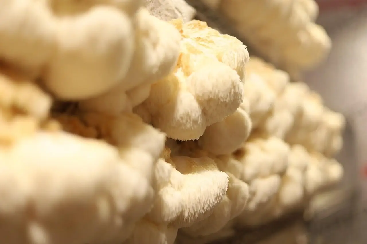 lions mane mushroom benefits, mushrooms, lion's mane, fungi, edible mushrooms, toadstools, mycelium, cultivation, organic, natural, closeup, mycelium, mycelium, mycelium, mycelium, mycelium
