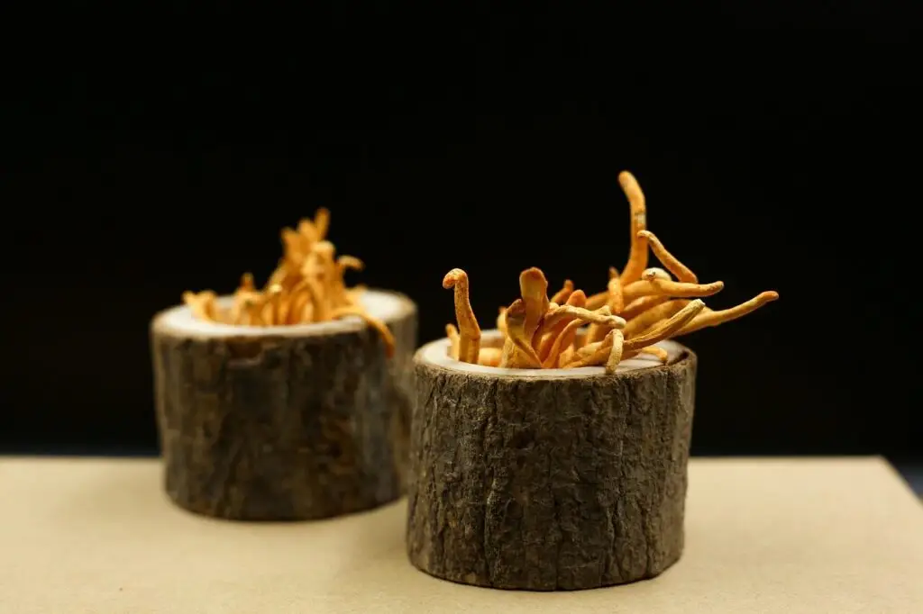 cordyceps coffee mushrooms, mushrooms, medicinal, fungi, traditional medicine, healthy, organic, cordyceps mushrooms, cordyceps mushrooms, cordyceps mushrooms, cordyceps mushrooms, cordyceps mushrooms