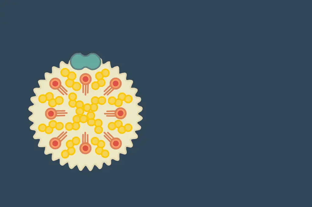 cholesterol, bad cholesterol, health, heart attack, stroke, welfare, ischemia, heart, ldl cholesterol, concept, cholesterol, cholesterol, cholesterol, cholesterol, cholesterol, bad cholesterol, bad cholesterol, heart attack, ldl cholesterol mushrooms