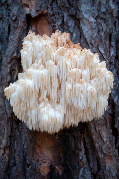 lions mane on tree