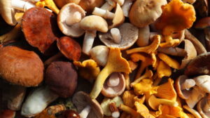 home, mushroom blog, Mushroom Health Benefits, mycology