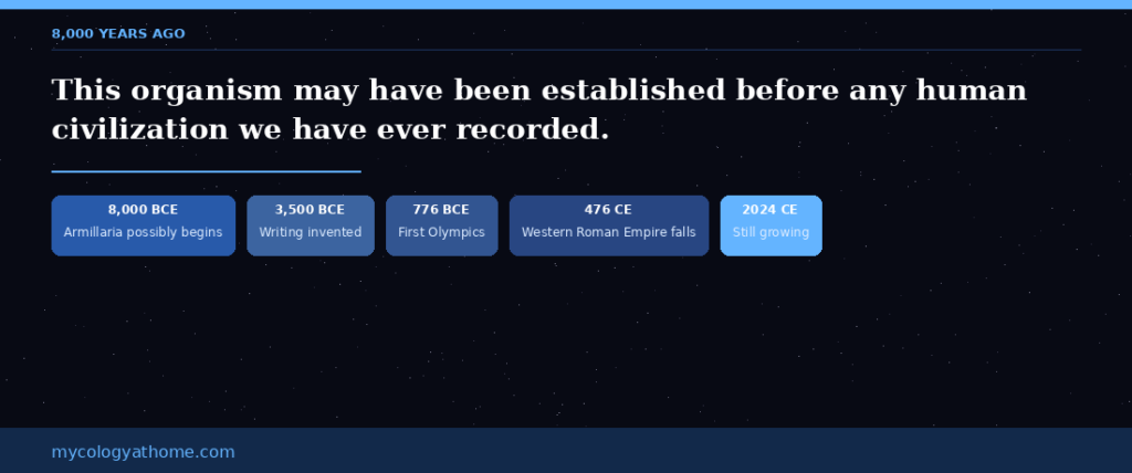 largest fungi armillaria chart