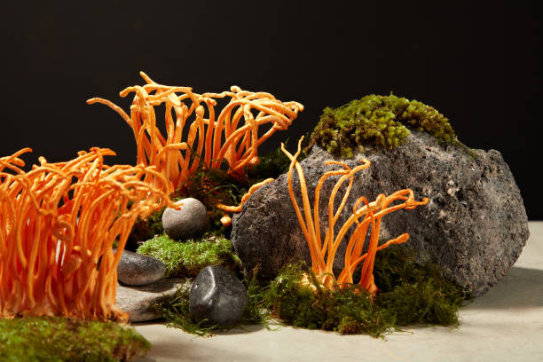 cordyceps on mossy rocks