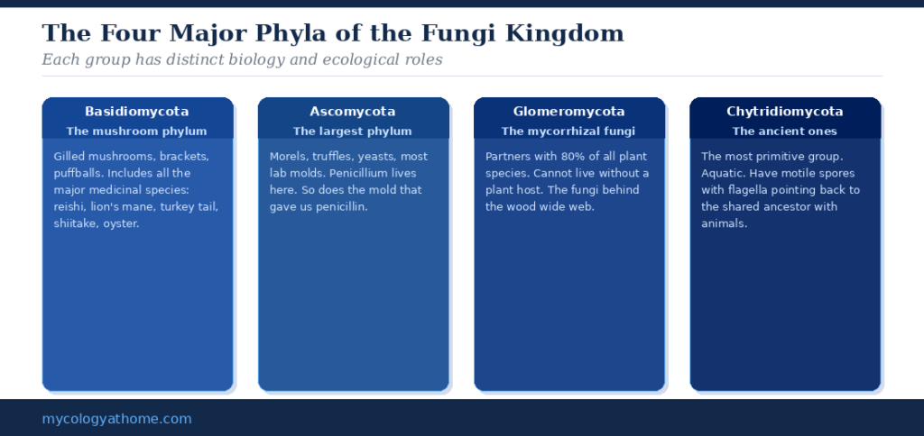 Fungi phylum cards