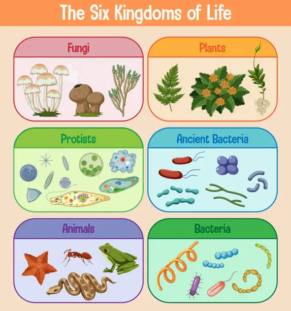 Science poster of six kingdoms of life illustration