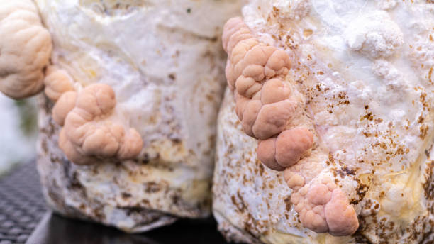 how to grow lions mane mushrooms at home