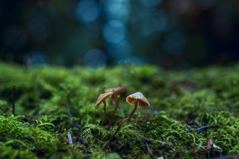 mushrooms in field