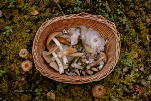 basket of mushrooms on forest ground