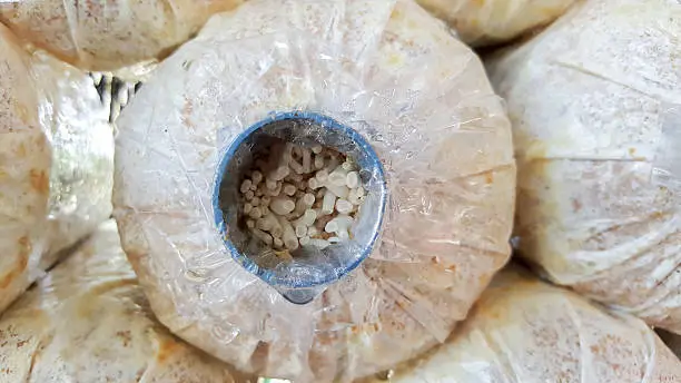 How to Make Mushroom Spawn