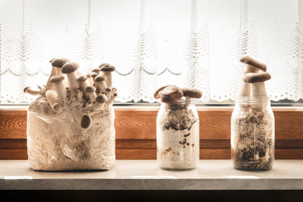 growing mushrooms at home