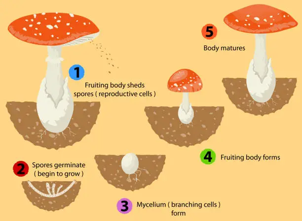 Many types of fungi reproduce using spores instead of seeds.Illustration is an eps10 file