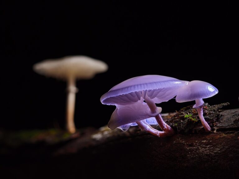 mushrooms