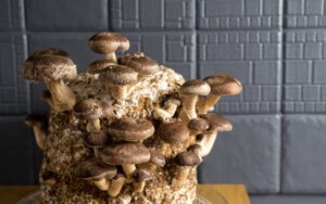 best mushroom substrate