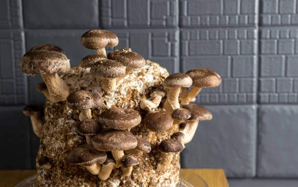 best mushroom substrate