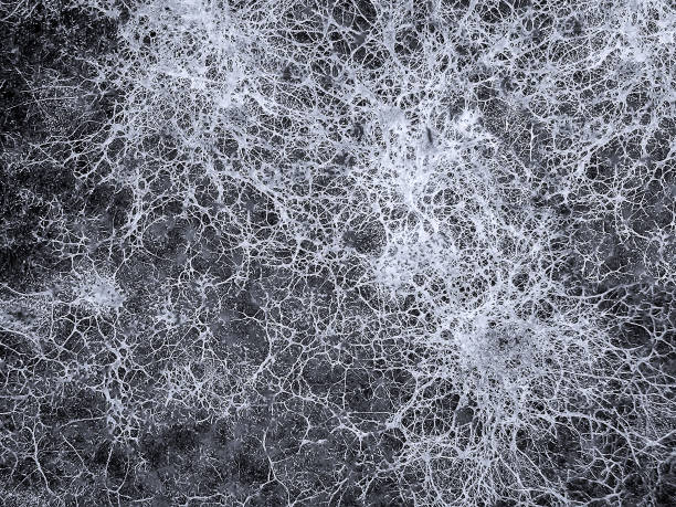 Mycelium fungus, Fusarium euwallaceae. Macro. Background. Texture