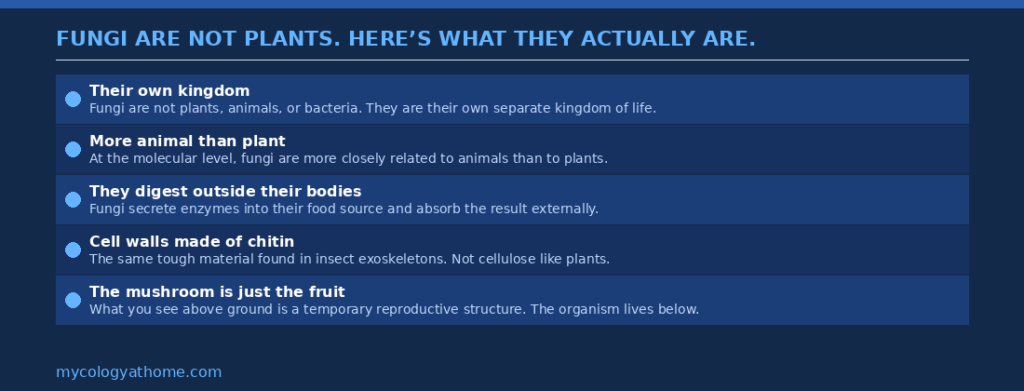 chart describing what fungi are, not  plants