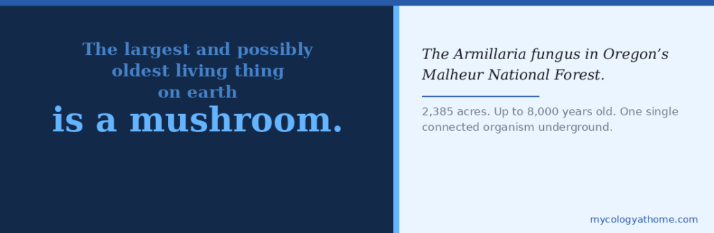 armillaria fungus quote