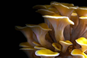 how to grow oyster mushrooms