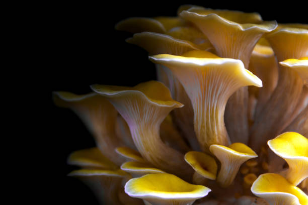 how to grow oyster mushrooms