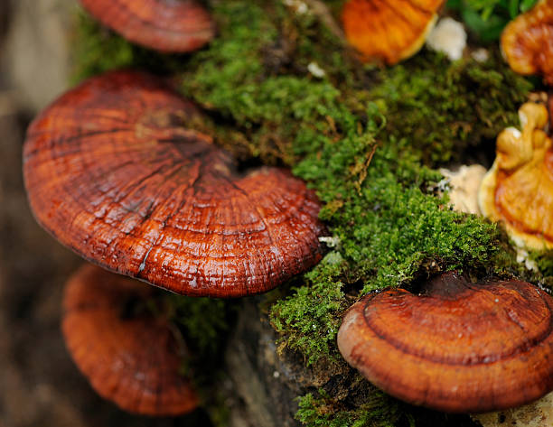 reishi and moss on log