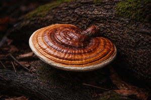reshi growing on log