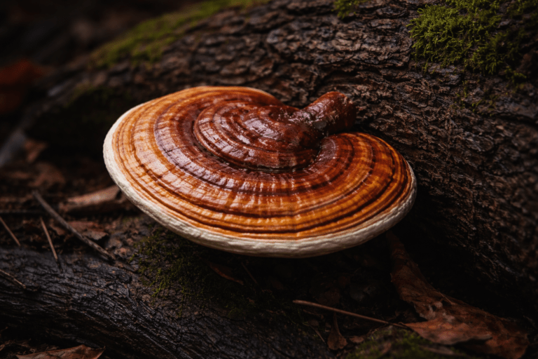 reshi growing on log