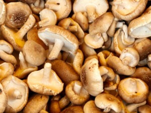 how to grow shiitake mushrooms at home