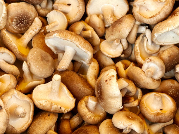 how to grow shiitake mushrooms at home