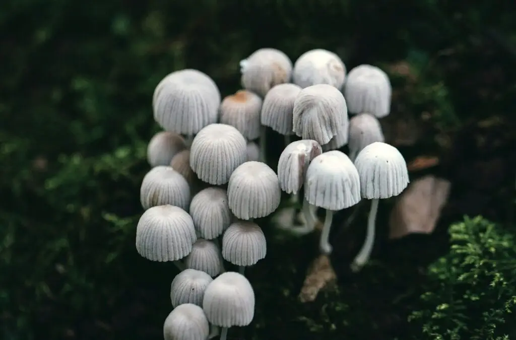 about page, mycology at home, about mycology at home a group of white mushrooms sitting on top of a forest floor