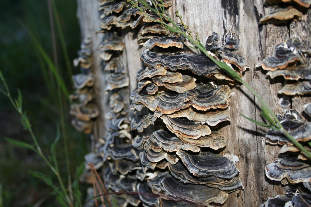 turkey tail mushroom growing on tree