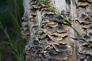 turkey tail mushroom growing on tree