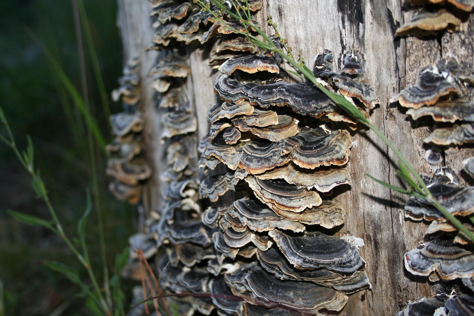turkey tail mushroom growing on tree