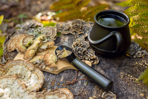 Mushroom coffee superfood. mushroom coffee with Turkey’s tail, Trametes versicolor mushrooms. A cup of coffee and mushrooms on a natural background in the forest Healthy organic energizing adaptogen