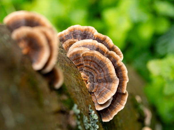 turkey tail on log