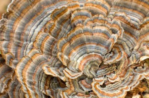 how to grow turkey tail mushrooms