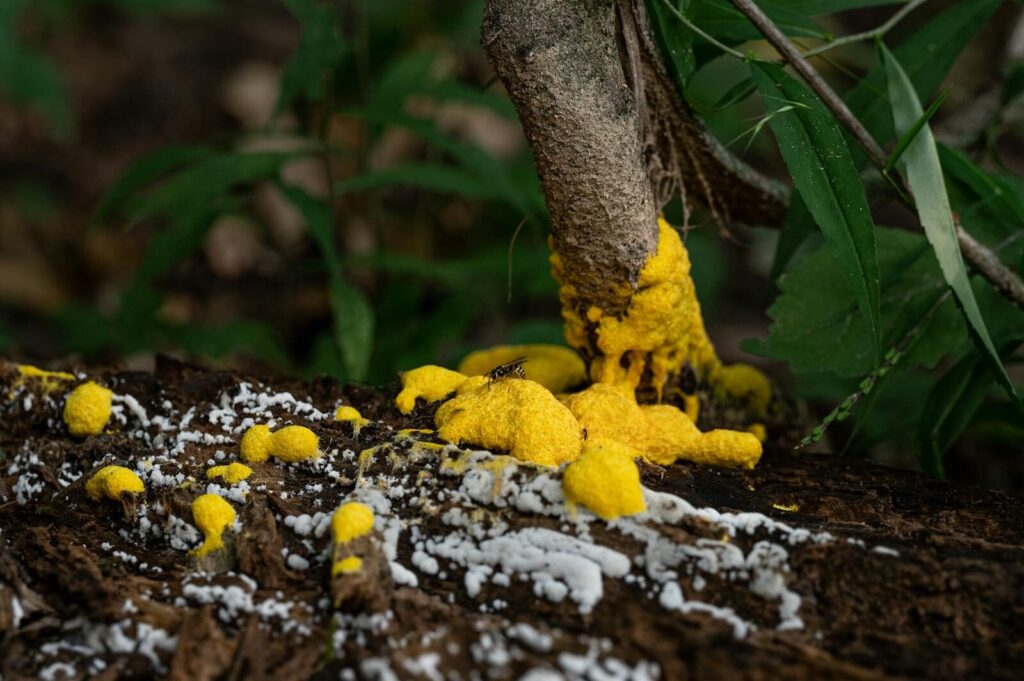 Detailed view of vibrant yellow slime mold growing on a tree trunk in a forest setting.