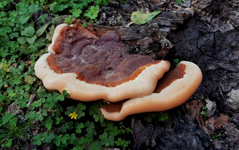 A group of reishi mushrooms growing on a tree trunk