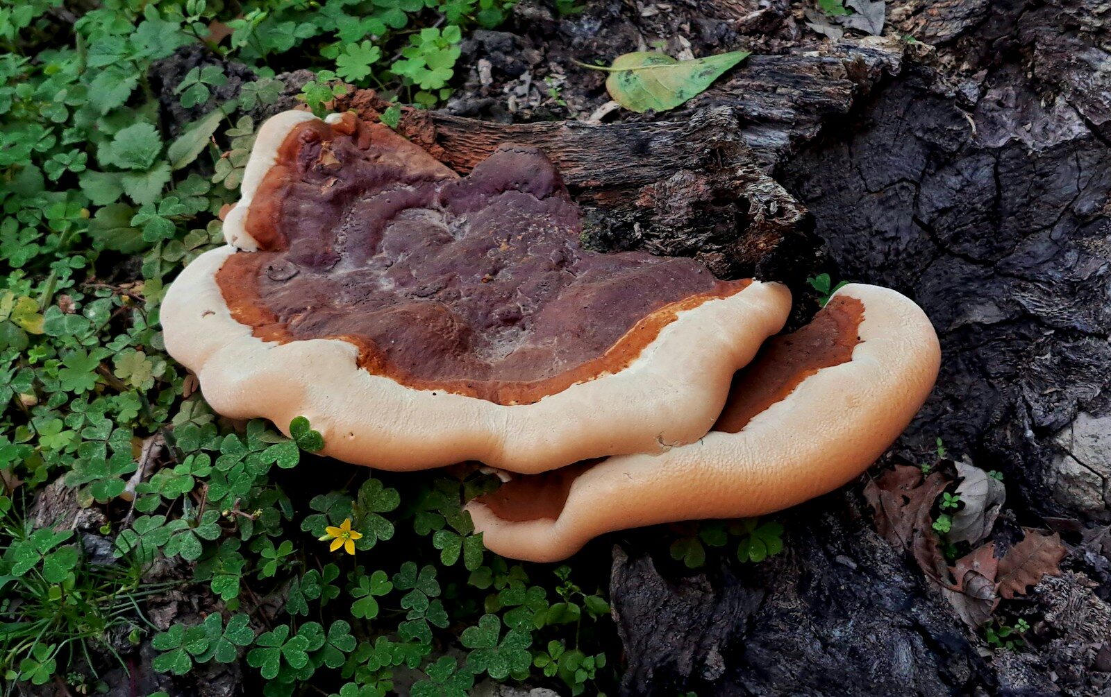 A group of reishi mushrooms growing on a tree trunk